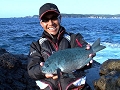 ライン操作で釣果は変わる！和歌山県串本の寒グレ.jpg